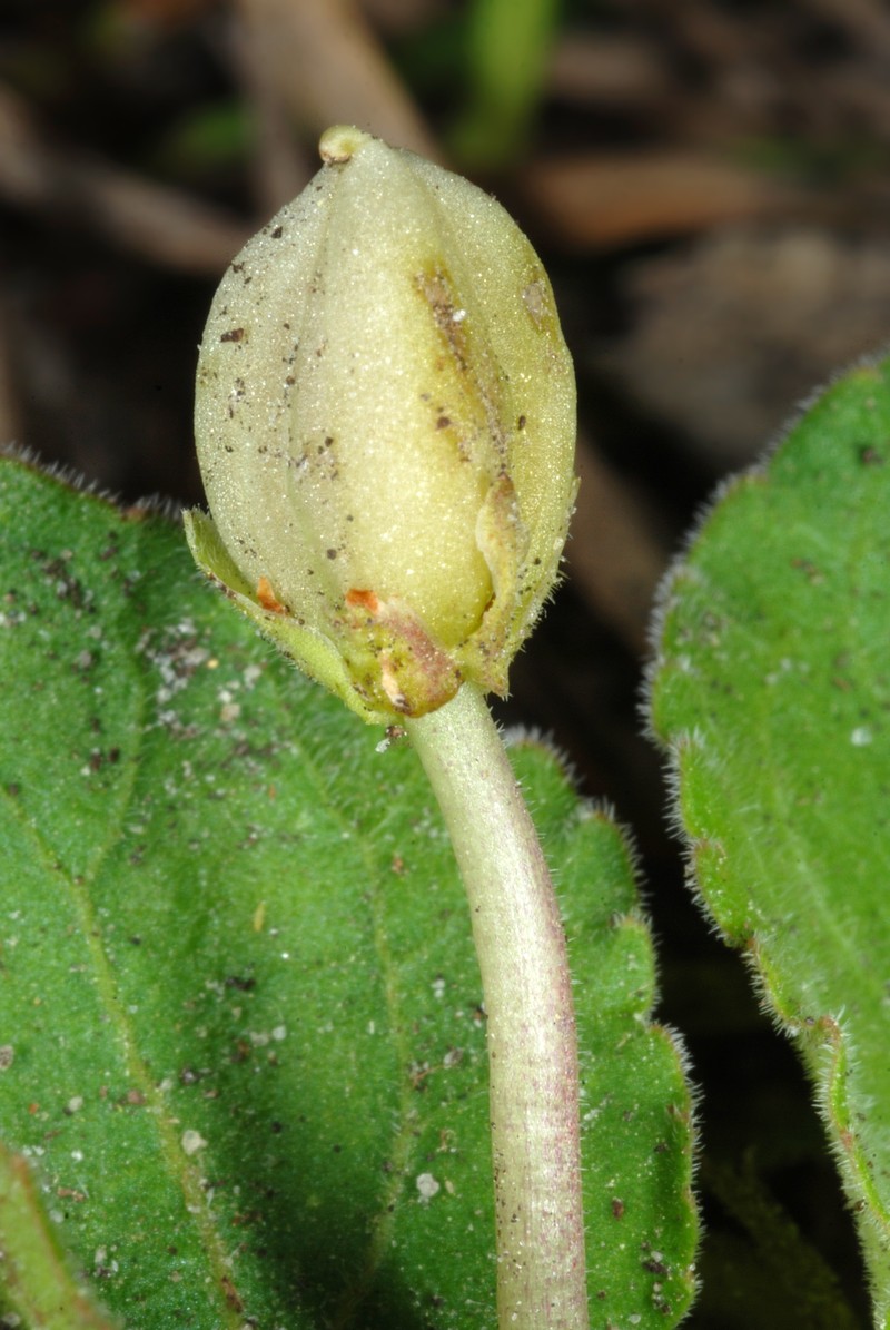 Carolina Violet photo 5