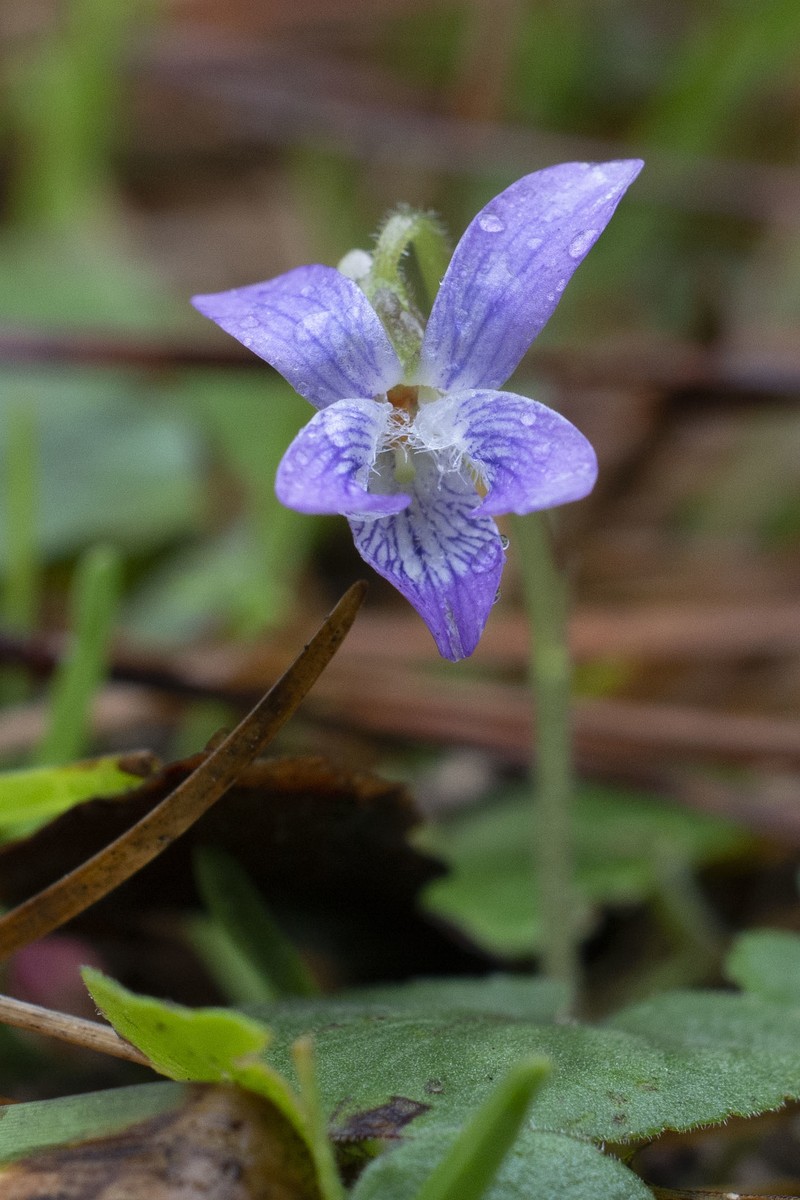 Carolina Violet photo 7