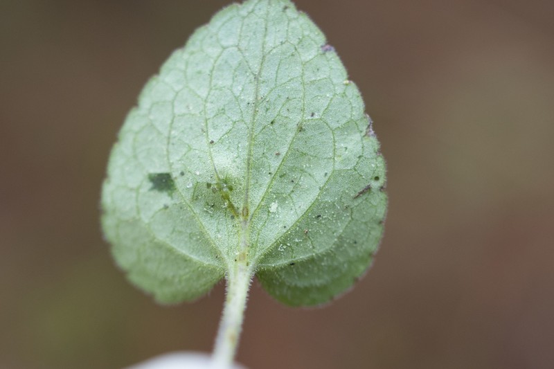 Carolina Violet photo 2