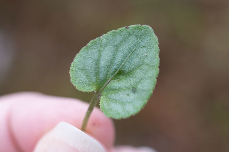 Carolina Violet photo 3