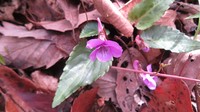 Viola violacea