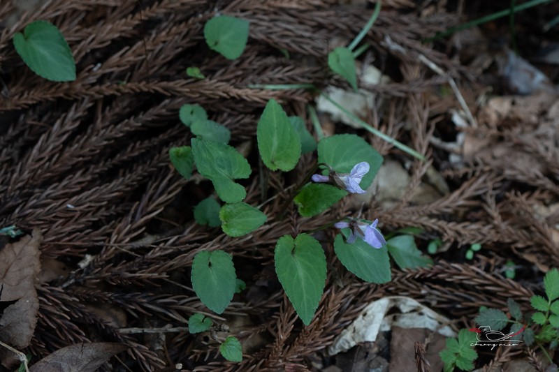 Viola violacea photo 2