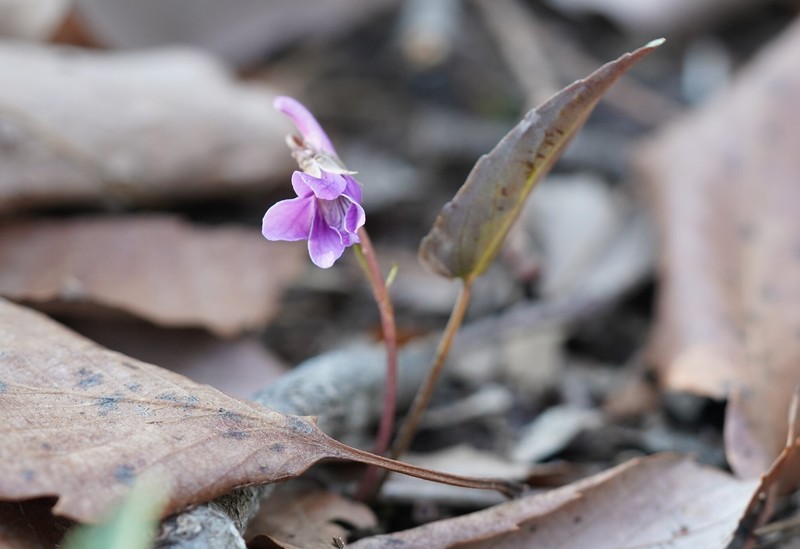 Viola violacea photo 3