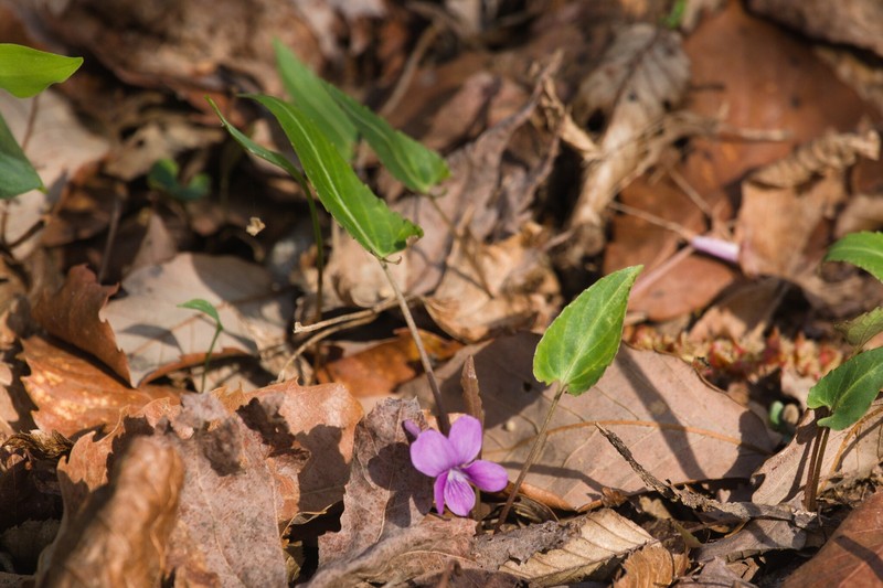 Viola violacea photo 4