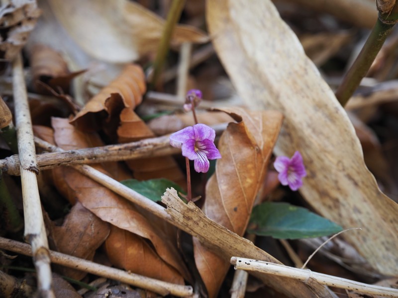 Viola violacea photo 5