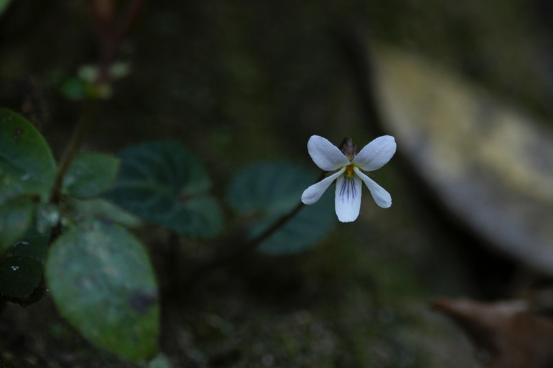 Viola violacea photo 6