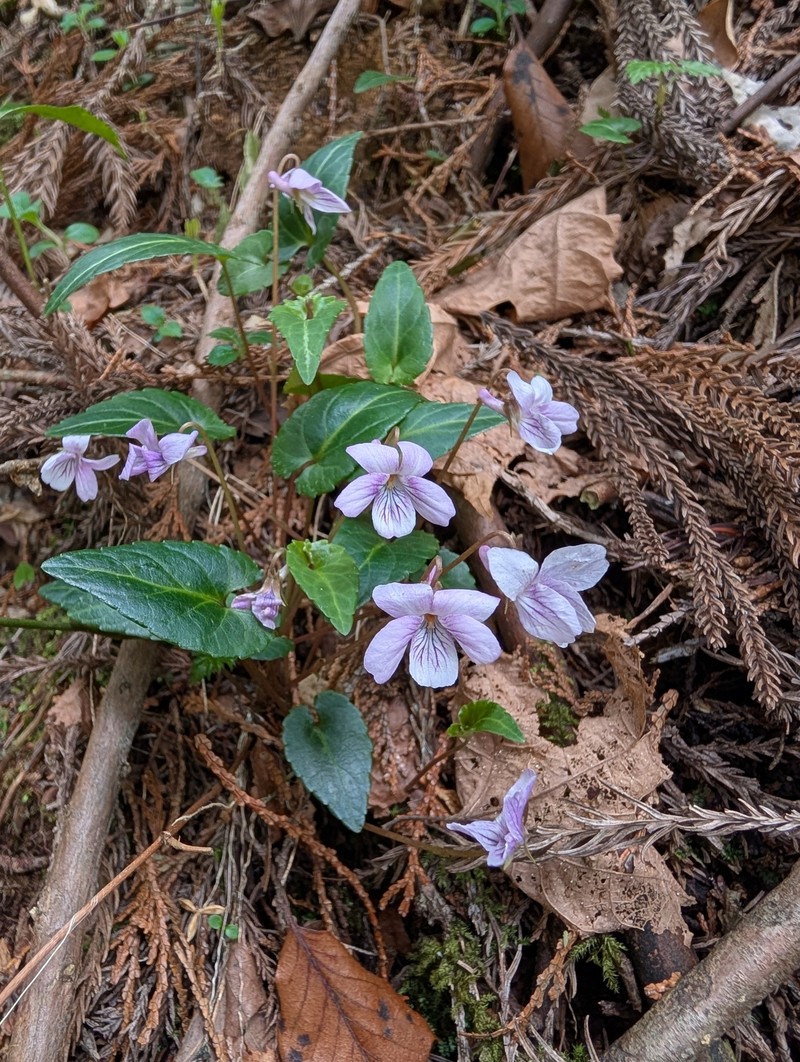 Viola violacea photo 7