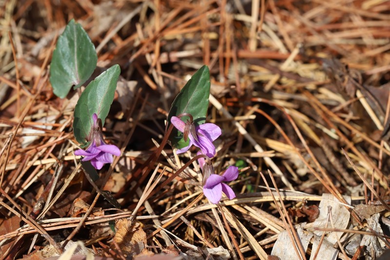 Viola violacea photo 8