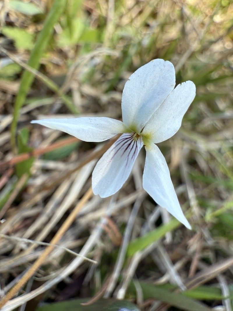 Viola vittata