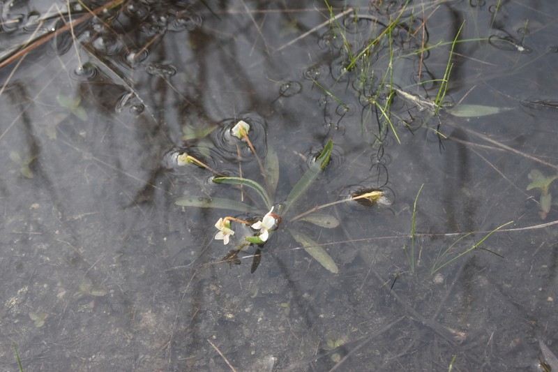 Viola vittata photo 2