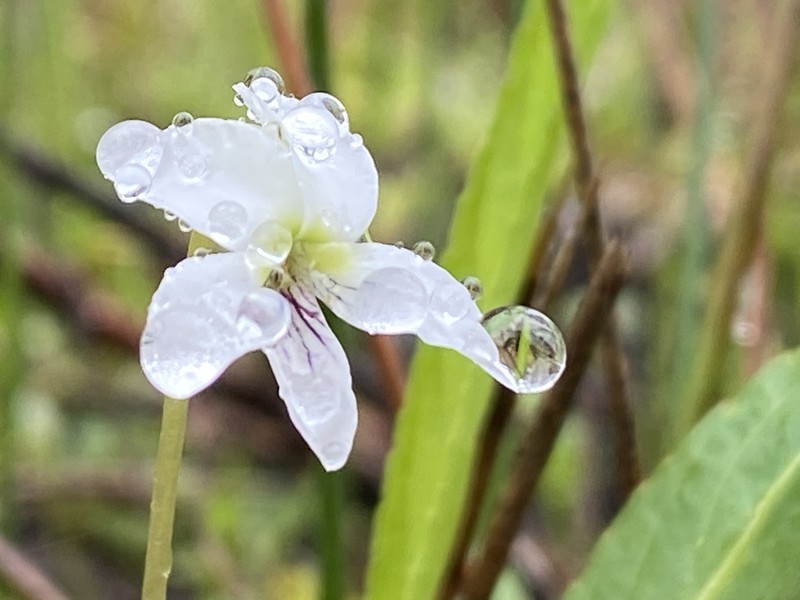Viola vittata photo 3