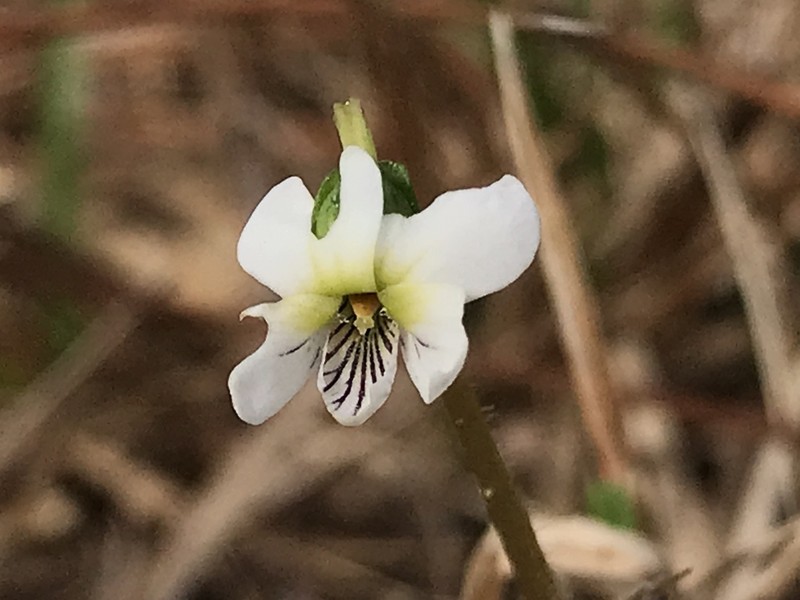 Viola vittata photo 5