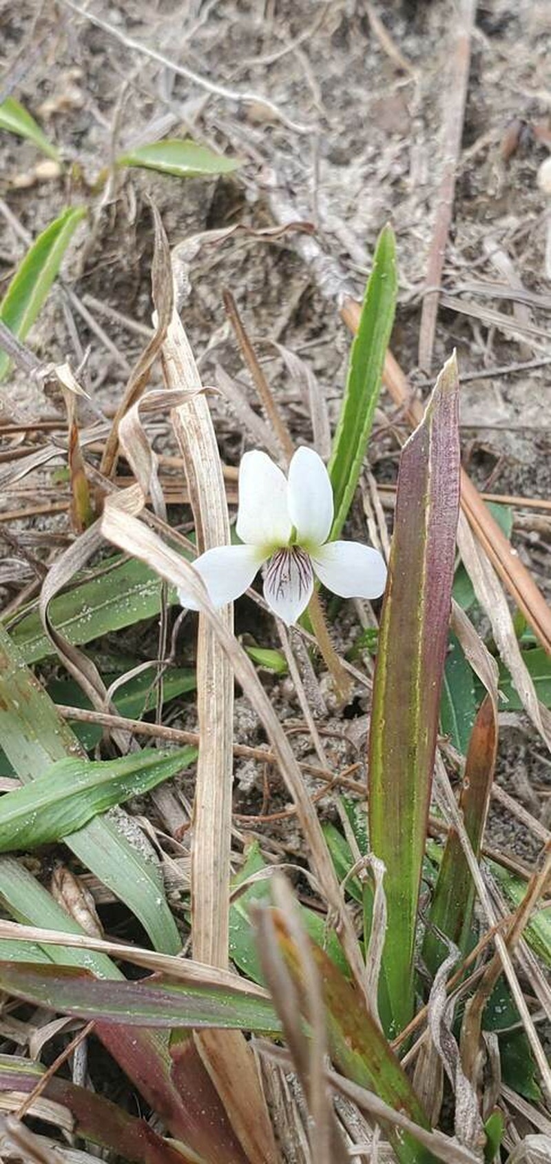Viola vittata photo 6