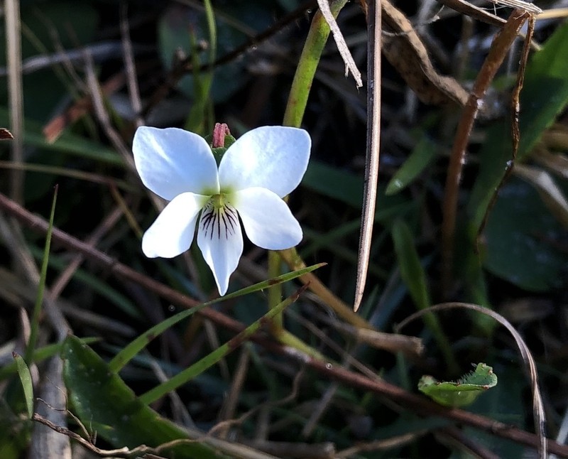 Viola vittata photo 7