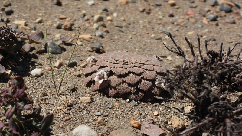Viola volcanica
