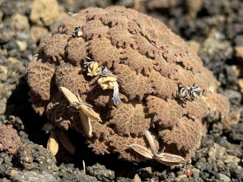 Viola volcanica photo 2