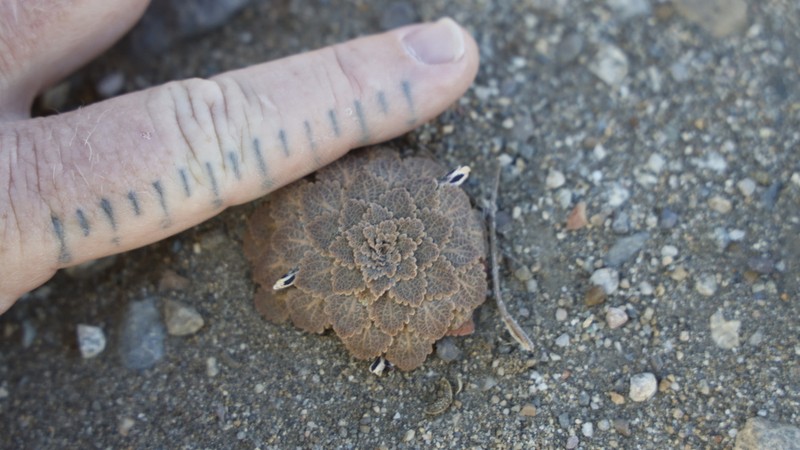Viola volcanica photo 4
