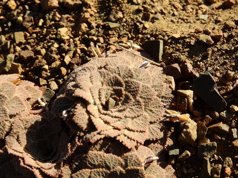 Viola volcanica photo 5