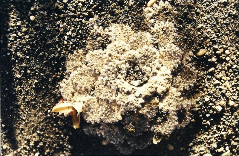 Viola volcanica photo 6