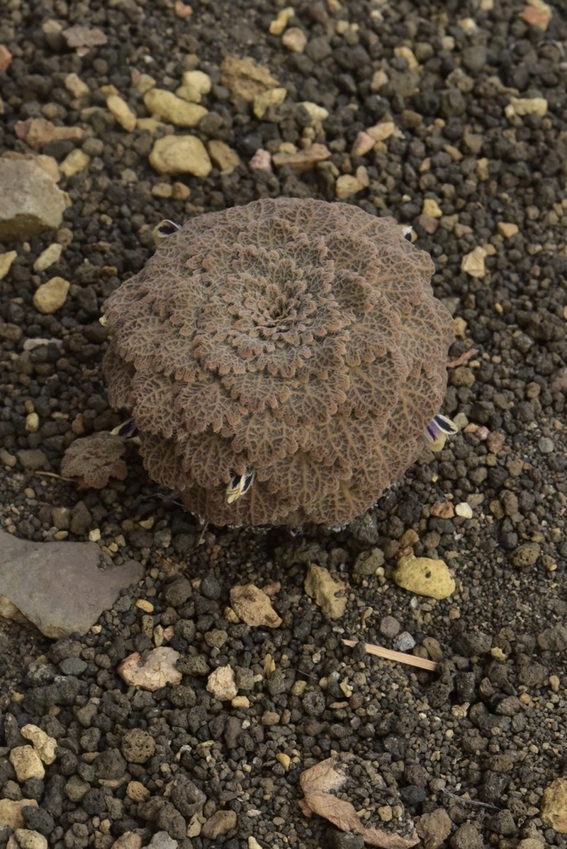 Viola volcanica photo 7