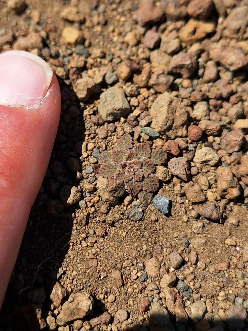 Viola volcanica photo 8