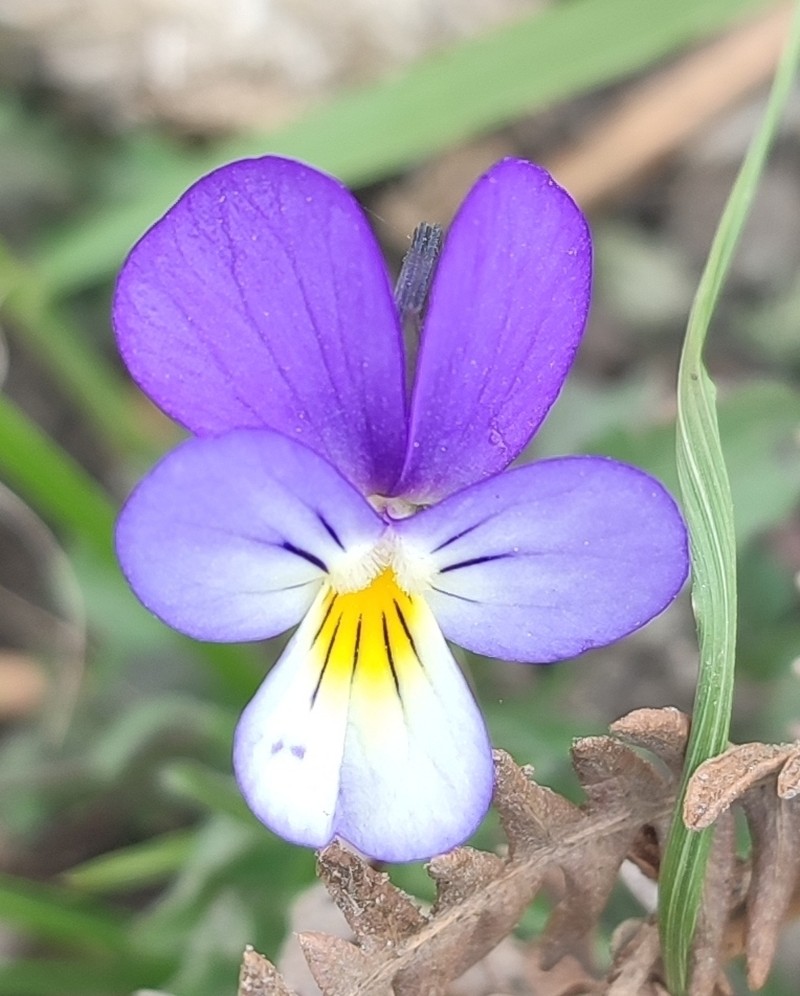 Viola voliotisii