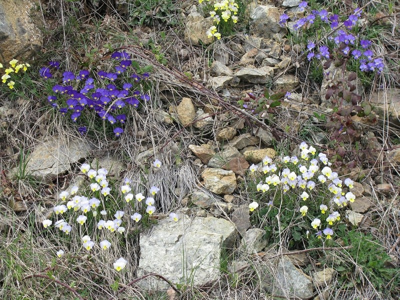Viola vourinensis
