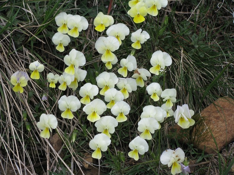 Viola vourinensis photo 2
