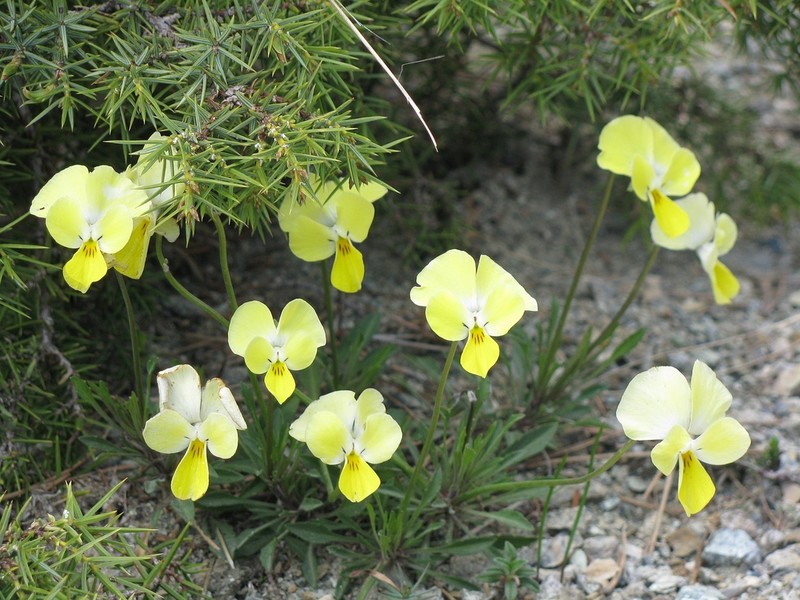 Viola vourinensis photo 3