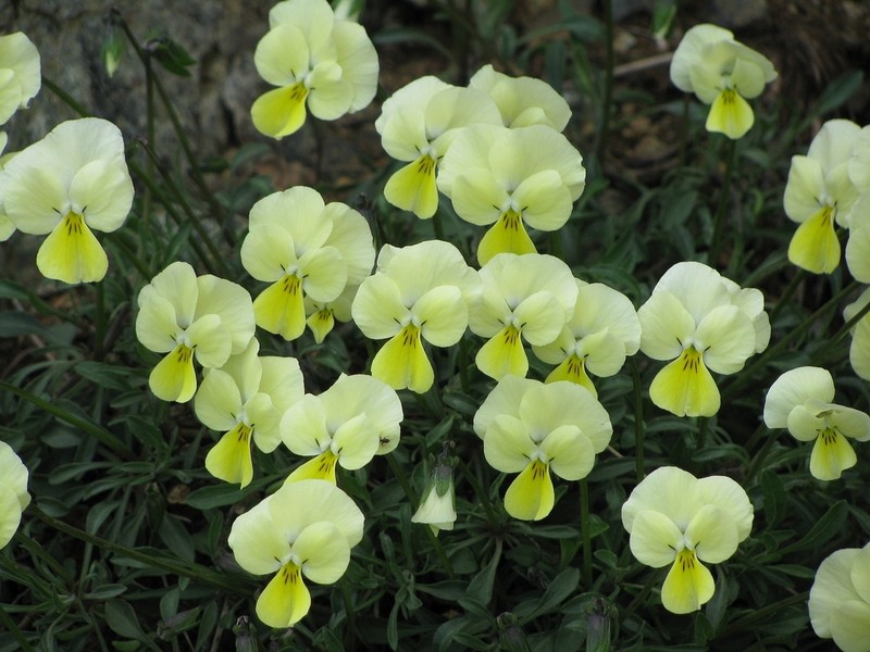Viola vourinensis photo 4