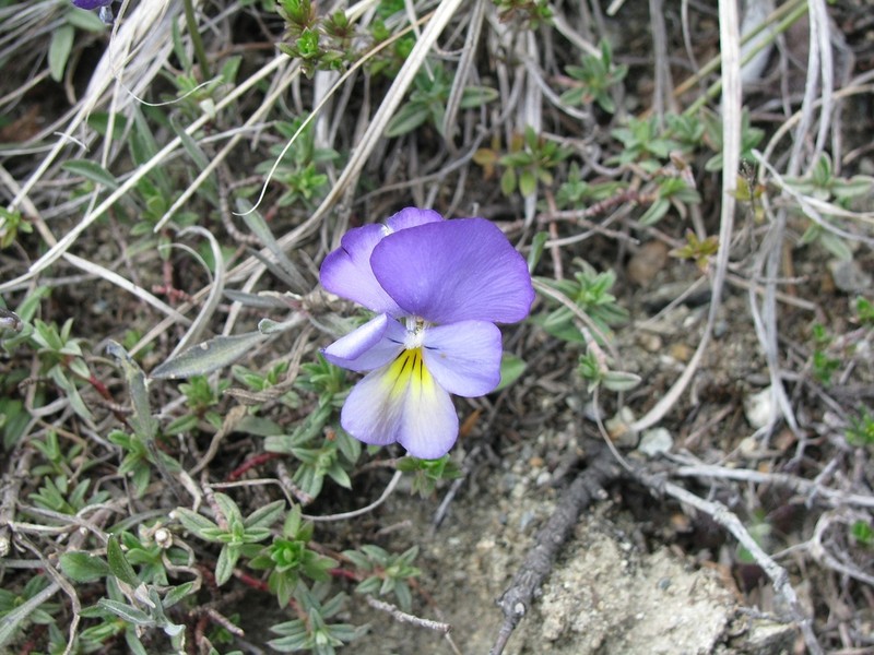 Viola vourinensis photo 5