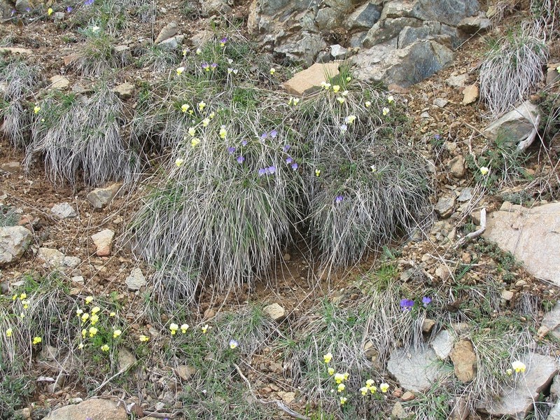 Viola vourinensis photo 6