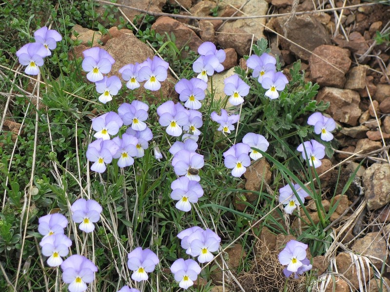 Viola vourinensis photo 7