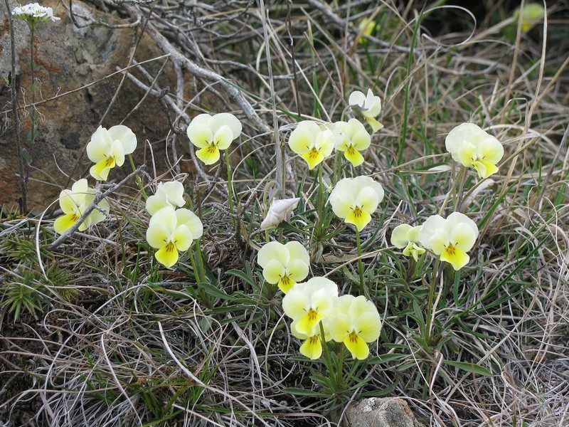 Viola vourinensis photo 8