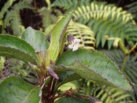 Alakai Swamp Violet