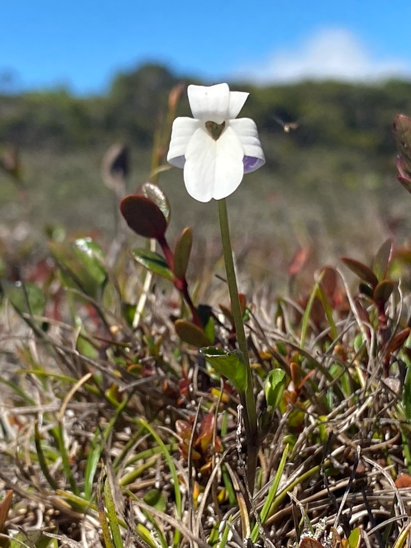 Alakai Swamp Violet photo 2