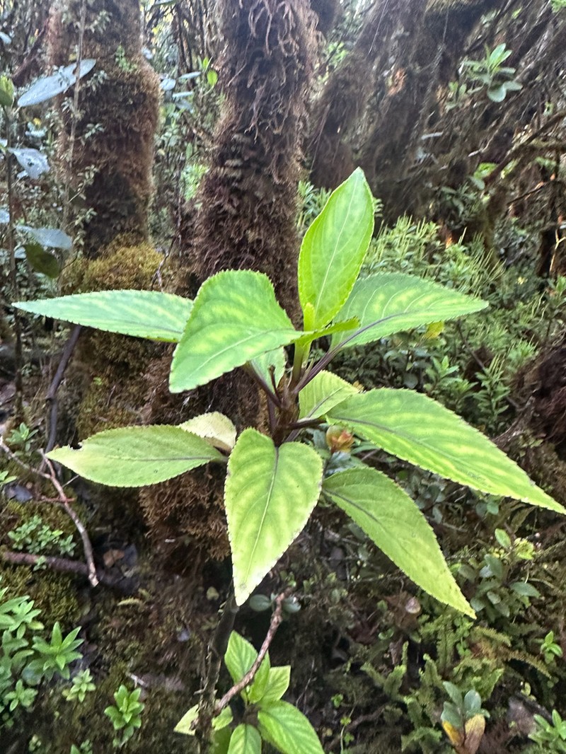 Alakai Swamp Violet photo 3