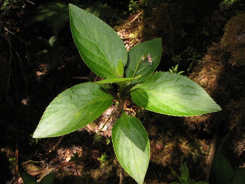 Alakai Swamp Violet photo 4