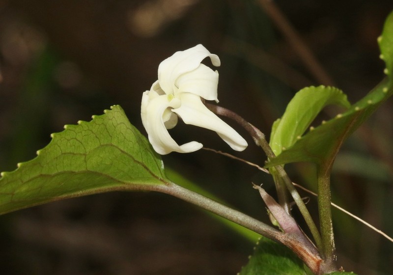 Alakai Swamp Violet photo 5