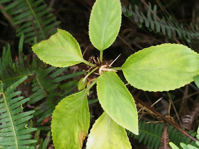 Alakai Swamp Violet photo 6