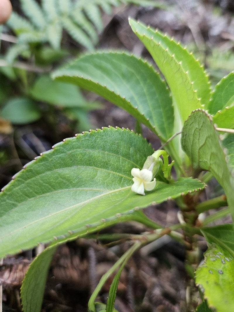 Alakai Swamp Violet photo 7
