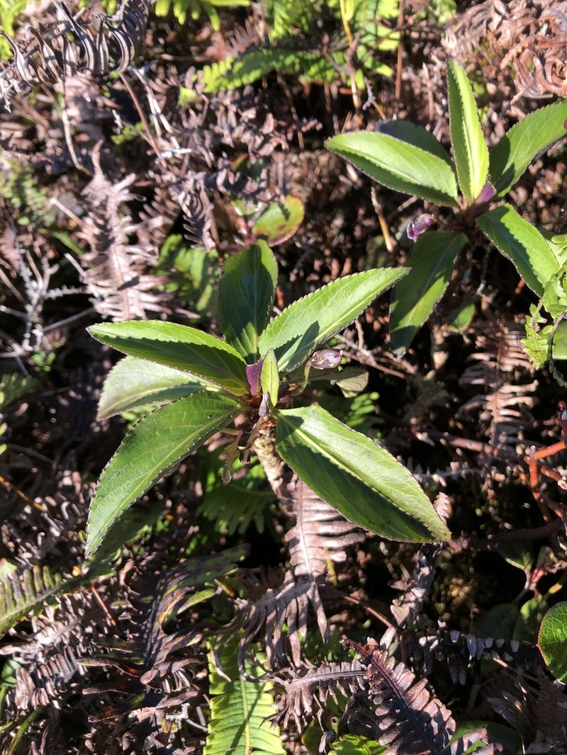 Alakai Swamp Violet photo 8