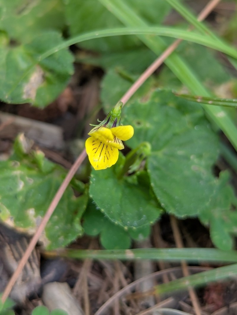 Viola wallichiana