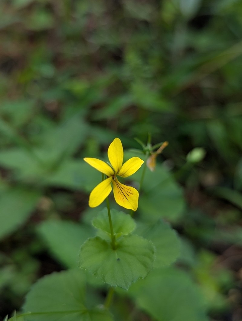 Viola wallichiana photo 2