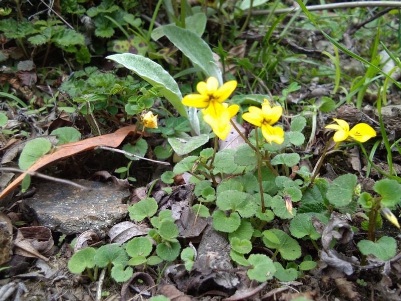 Viola wallichiana photo 3