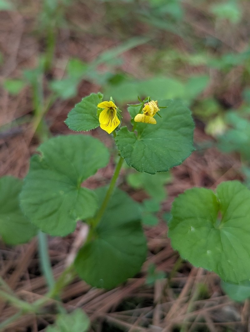 Viola wallichiana photo 4