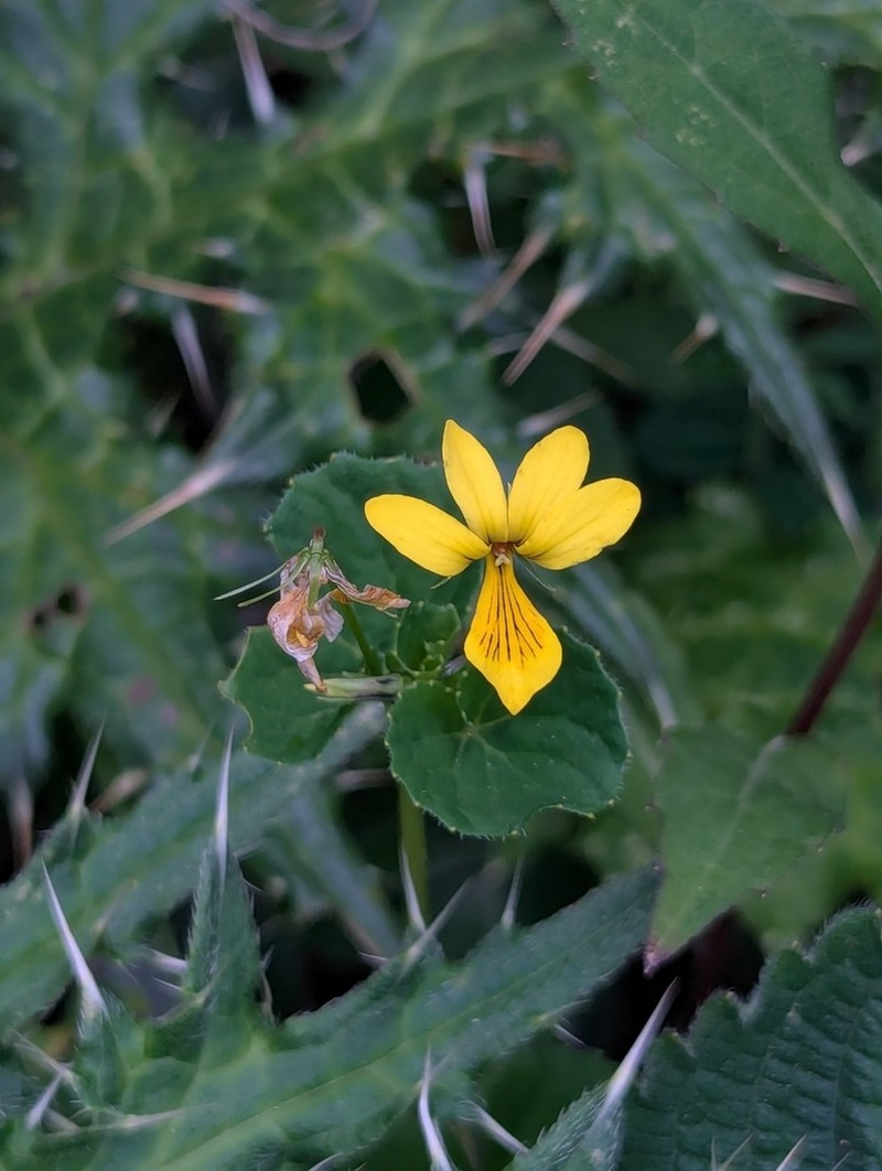 Viola wallichiana photo 5