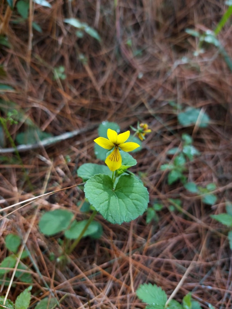 Viola wallichiana photo 6