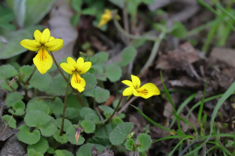 Viola wallichiana photo 7