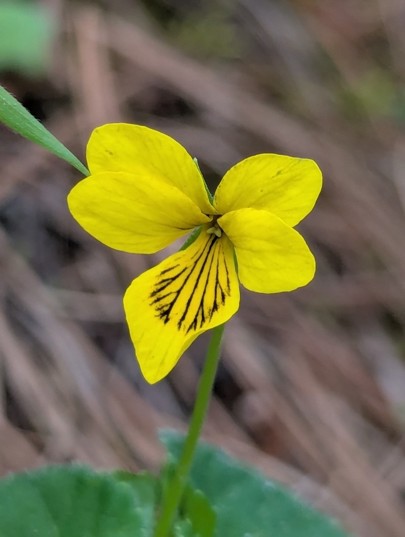 Viola wallichiana photo 8